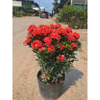 Chậu mẫu đơn đỏ cao 35cm - Trang trí sân vườn, ban công, giá chỉ 75.000 VND 6 Chậu mẫu đơn đỏ cao 35cm - Trang trí sân vườn, ban công, giá chỉ 75.000 VND 6