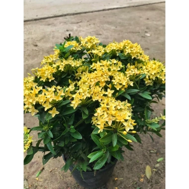 Chậu mẫu đơn vàng 30-35cm - Trang trí sân vườn đẹp, giá ưu đãi 15.000 VNĐ