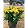 Chậu mẫu đơn vàng 30-35cm - Trang trí sân vườn đẹp, giá ưu đãi 15.000 VNĐ 3