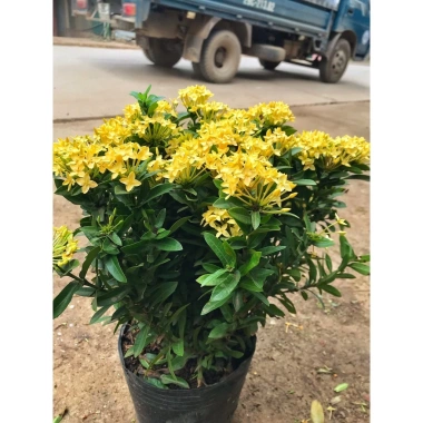 Chậu mẫu đơn vàng 30-35cm - Trang trí sân vườn đẹp, giá ưu đãi 15.000 VNĐ