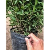 Chậu mẫu đơn vàng 30-35cm - Trang trí sân vườn đẹp, giá ưu đãi 15.000 VNĐ 4