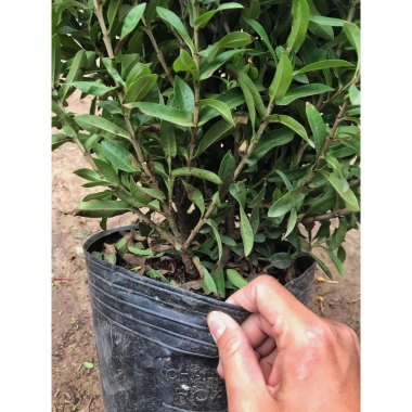 Chậu mẫu đơn vàng 30-35cm - Trang trí sân vườn đẹp, giá ưu đãi 15.000 VNĐ