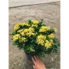 Chậu mẫu đơn vàng 30-35cm - Trang trí sân vườn đẹp, giá ưu đãi 15.000 VNĐ 5
