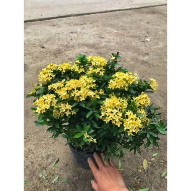 Chậu mẫu đơn vàng 30-35cm - Trang trí sân vườn đẹp, giá ưu đãi 15.000 VNĐ 5 Chậu mẫu đơn vàng 30-35cm - Trang trí sân vườn đẹp, giá ưu đãi 15.000 VNĐ 5