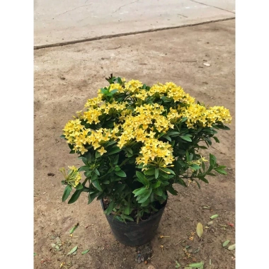 Chậu mẫu đơn vàng 30-35cm - Trang trí sân vườn đẹp, giá ưu đãi 15.000 VNĐ