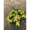 Chậu mẫu đơn vàng 30-35cm - Trang trí sân vườn đẹp, giá ưu đãi 15.000 VNĐ 7