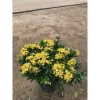 Chậu mẫu đơn vàng 30-35cm - Trang trí sân vườn đẹp, giá ưu đãi 15.000 VNĐ 8