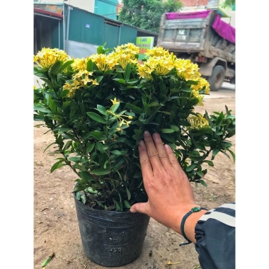 Chậu mẫu đơn vàng 30-35cm - Trang trí sân vườn đẹp, giá ưu đãi 15.000 VNĐ 9 Chậu mẫu đơn vàng 30-35cm - Trang trí sân vườn đẹp, giá ưu đãi 15.000 VNĐ 9