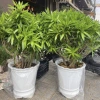 Chậu nhựa ba chân hoa sen giả sứ cao cấp – 3 kích thước, giá chỉ 45.000đ 2