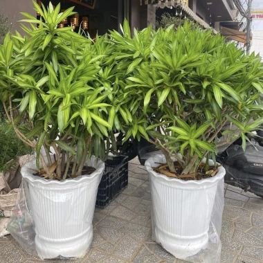 Chậu nhựa ba chân hoa sen giả sứ cao cấp – 3 kích thước, giá chỉ 45.000đ 2