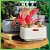 Chậu nhựa chữ Nhật đa năng để bàn, trồng lan, hoa trang trí, phong cách Nhật Bản, cho không gian xanh - giá ưu đãi 45.000₫ 8