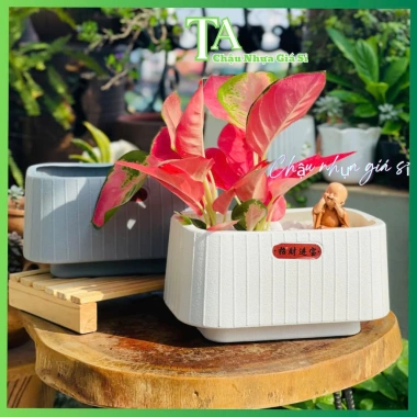 Chậu nhựa chữ Nhật đa năng để bàn, trồng lan, hoa trang trí, phong cách Nhật Bản, cho không gian xanh - giá ưu đãi 45.000₫ 8 Chậu nhựa chữ Nhật đa năng để bàn, trồng lan, hoa trang trí, phong cách Nhật Bản, cho không gian xanh - giá ưu đãi 45.000₫ 8