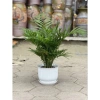 Chậu nhựa để bàn đĩa giả sứ tròn trắng 3 size – 18.000đ, trồng hoa cây cảnh 9