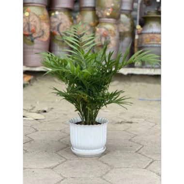 Chậu nhựa để bàn đĩa giả sứ tròn trắng 3 size – 18.000đ, trồng hoa cây cảnh 9 Chậu nhựa để bàn đĩa giả sứ tròn trắng 3 size – 18.000đ, trồng hoa cây cảnh 9