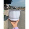 Chậu nhựa để bàn đĩa giả sứ tròn trắng 3 size – 18.000đ, trồng hoa cây cảnh 10