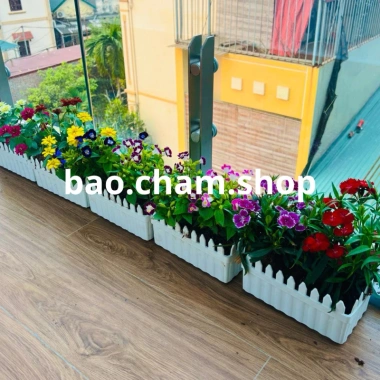 Chậu nhựa trắng đẹp bền, hàng rào tre - Trồng cây hoa đẹp, chỉ 13.000₫ 6