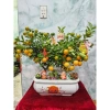 Chậu quất đôi 2 gốc mix tiểu cảnh thần tài - Giá ưu đãi 850.000đ, giảm tới 15%