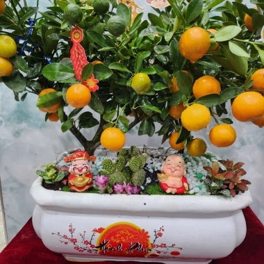 Chậu quất đôi 2 gốc mix tiểu cảnh thần tài - Giá ưu đãi 850.000đ, giảm tới 15% 2
