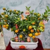 Chậu quất đôi 2 gốc mix tiểu cảnh thần tài - Giá ưu đãi 850.000đ, giảm tới 15% 3