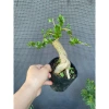 Chậu Sam Hương Indo Dáng Cao - Giá Gốc 128,100 VNĐ, Giảm còn 105,000 VNĐ 4