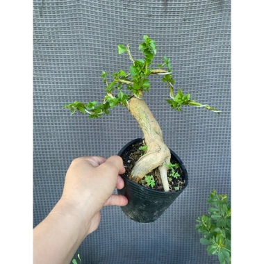 Chậu Sam Hương Indo Dáng Cao - Giá Gốc 128,100 VNĐ, Giảm còn 105,000 VNĐ