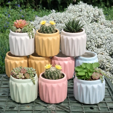 Chậu Sen Đá Gốm Tráng Men Dáng Khía Cute 9cm Cao 7cm Miệng Nhiều Màu Giá 38.000₫