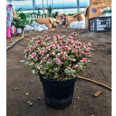 Chậu sen đá ngọc bích hồng nhỏ gọn 15-20cm cho phòng ngủ, bàn làm việc, chỉ 85.000₫