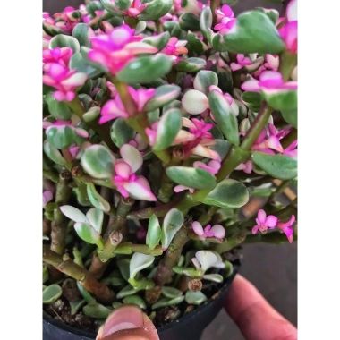 Chậu sen đá ngọc bích hồng nhỏ gọn 15-20cm cho phòng ngủ, bàn làm việc, chỉ 85.000₫