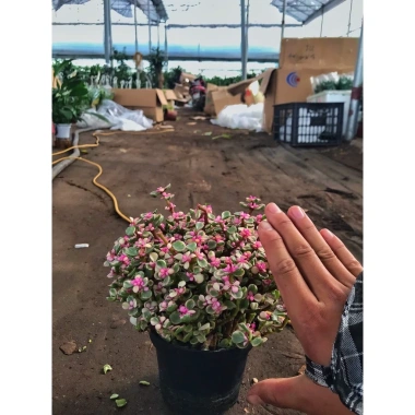 Chậu sen đá ngọc bích hồng nhỏ gọn 15-20cm cho phòng ngủ, bàn làm việc, chỉ 85.000₫