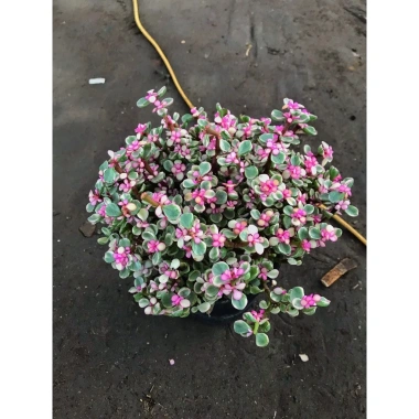 Chậu sen đá ngọc bích hồng nhỏ gọn 15-20cm cho phòng ngủ, bàn làm việc, chỉ 85.000₫ 4 Chậu sen đá ngọc bích hồng nhỏ gọn 15-20cm cho phòng ngủ, bàn làm việc, chỉ 85.000₫ 4