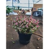 Chậu sen đá ngọc bích hồng nhỏ gọn 15-20cm cho phòng ngủ, bàn làm việc, chỉ 85.000₫ 5