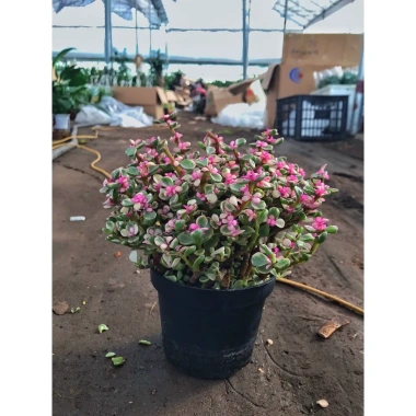 Chậu sen đá ngọc bích hồng nhỏ gọn 15-20cm cho phòng ngủ, bàn làm việc, chỉ 85.000₫