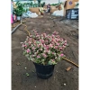 Chậu sen đá ngọc bích hồng nhỏ gọn 15-20cm cho phòng ngủ, bàn làm việc, chỉ 85.000₫ 6