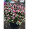 Chậu sen đá ngọc bích hồng nhỏ gọn 15-20cm cho phòng ngủ, bàn làm việc, chỉ 85.000₫ 7