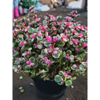 Chậu sen đá ngọc bích hồng nhỏ gọn 15-20cm cho phòng ngủ, bàn làm việc, chỉ 85.000₫