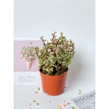 Chậu sen đá ngọc bích hồng nhỏ gọn 15-20cm cho phòng ngủ, bàn làm việc, chỉ 85.000₫