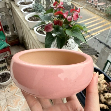 Chậu sứ 12x5cm trồng sen đá, xương rồng - Tiểu cảnh sang trọng, giảm còn 30.000đ 3