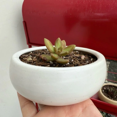 Chậu sứ 12x5cm trồng sen đá, xương rồng - Tiểu cảnh sang trọng, giảm còn 30.000đ 4