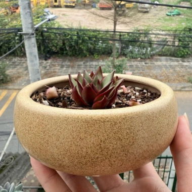 Chậu sứ 12x5cm trồng sen đá, xương rồng - Tiểu cảnh sang trọng, giảm còn 30.000đ 5