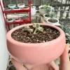 Chậu sứ 12x5cm trồng sen đá, xương rồng - Tiểu cảnh sang trọng, giảm còn 30.000đ 7