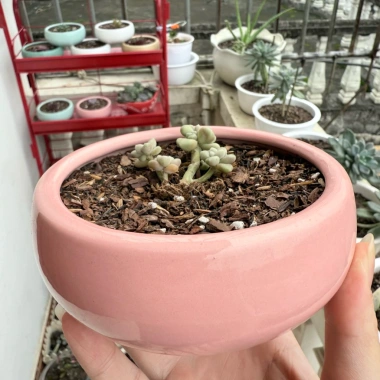 Chậu sứ 12x5cm trồng sen đá, xương rồng - Tiểu cảnh sang trọng, giảm còn 30.000đ 7