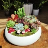 Chậu sứ Ang Bò cong tiểu cảnh để bàn - Thiết kế xinh xắn, giá ưu đãi 38.500 đồng