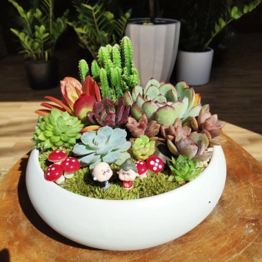 Chậu sứ Ang Bò cong tiểu cảnh để bàn - Thiết kế xinh xắn, giá ưu đãi 38.500 đồng