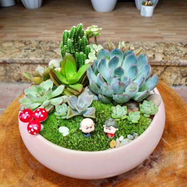 Chậu sứ Ang Bò cong tiểu cảnh để bàn - Thiết kế xinh xắn, giá ưu đãi 38.500 đồng