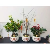 Chậu Tết Tai Lộc Bát Tràng Trọng Quất & Cây Cảnh Bàn Phong Thủy - Living Decor 165k 2