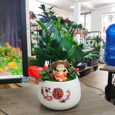 Chậu Tết Tai Lộc Bát Tràng Trọng Quất & Cây Cảnh Bàn Phong Thủy - Living Decor 165k 7