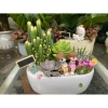 Chậu thuyền mix tiểu cảnh sen đá xương rồng trang trí bàn làm việc, góc học tập, giá 160.000 đồng