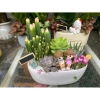 Chậu thuyền mix tiểu cảnh sen đá xương rồng trang trí bàn làm việc, góc học tập, giá 160.000 đồng 3