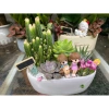 Chậu thuyền mix tiểu cảnh sen đá xương rồng trang trí bàn làm việc, góc học tập, giá 160.000 đồng 4