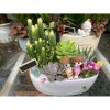 Chậu thuyền mix tiểu cảnh sen đá xương rồng trang trí bàn làm việc, góc học tập, giá 160.000 đồng 5